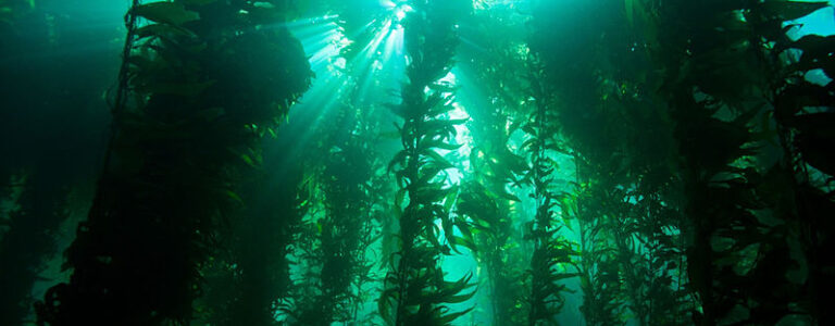 Hang On. Kelp Is On The Way