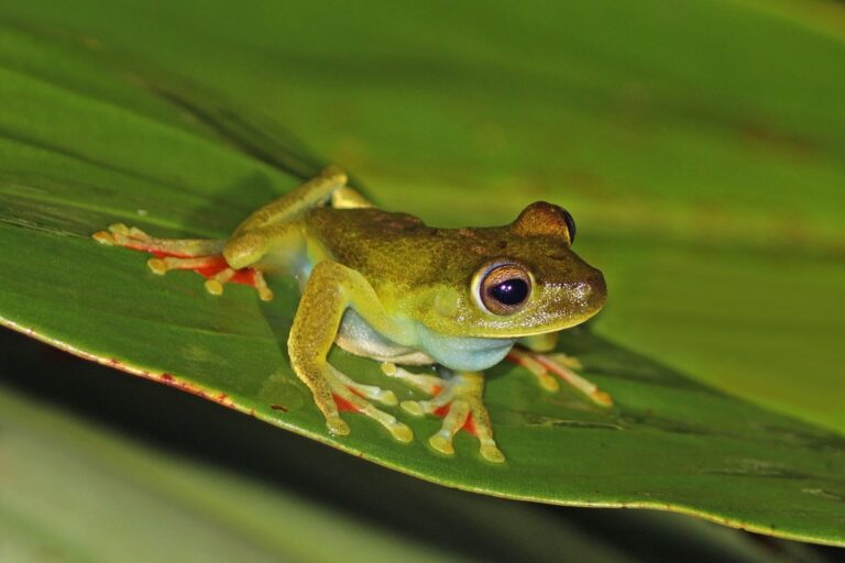 Is The Biodiversity COP A Cop Out Or A Lifeline?