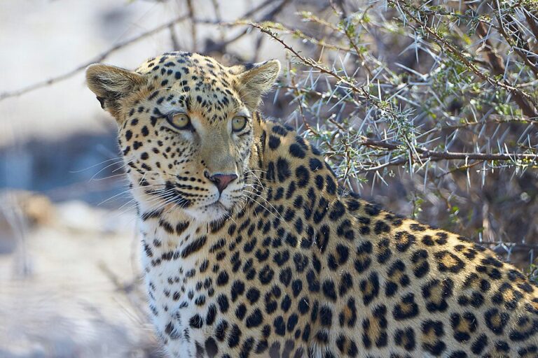 Kenyan Wildlife Trip Inspires Biotech Startup